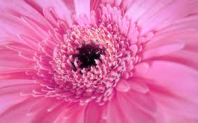 We have a massive amount of hd images that will make your computer or smartphone look absolutely fresh. Cute Pink Background 1920x1200 Wallpaper Teahub Io