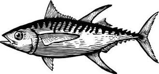 Black And Yellow Fish Drawing Fish Clip Art Black And White Google Search Fish Drawings Black And White Drawing Fish Art