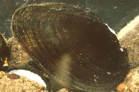 Image result for Bromuniola gossweileri