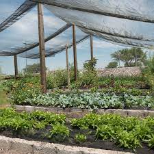 This couple tried everything they could think of to keep their greenhouse cool in the summer heat, until they hit upon making a sun shade from woven. Protect New Shrubs From The Sun With Shade Cloth
