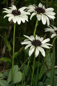 Image result for Callilepis laureola