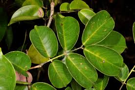 Image result for Intsia