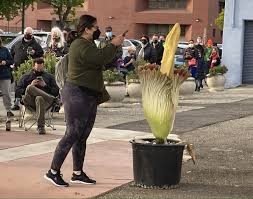 The guardian notes that corpse flowers are expected to bloom soon (or have just started blooming) in washington, d.c., bloomington, indiana, and sarasota, florida. Hundreds In California Line Up For Blooming Corpse Flower