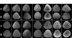 Image result for Actiniopteris semiflabellata