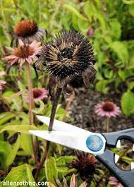 How To Harvest Echinacea Seeds A Nest With A Yard Echinacea Perfect Plants Seeds
