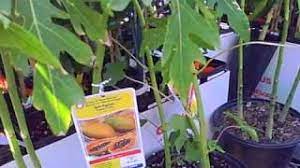 The passion fruit is usually purple and looks similar to a grapefruit. Tropical Fruit Trees For Sale At Lowes In Subtropical Northern California Youtube