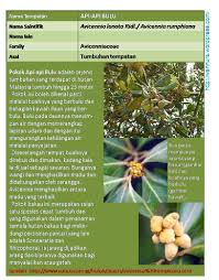 Pokok semarak api atau nama saintifiknya delonix regia tergolong dalam famili leguminosae (fabaceae). Api Api Bulu Wannura