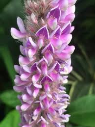 Image result for Uraria