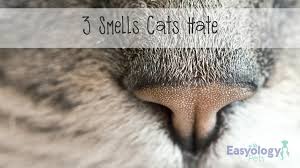 These are the 3 smells cats hate, and you probably should, too. Facebook