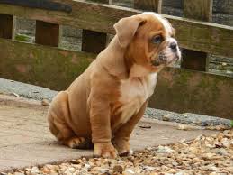 Find english bulldogs puppies & dogs for sale uk at the uk's largest independent free classifieds site. Olde English Bulldogge Male Blue Fawn Tri Choc Plymouth Devon Pets4homes