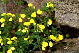 Image result for Calceolaria tripartita