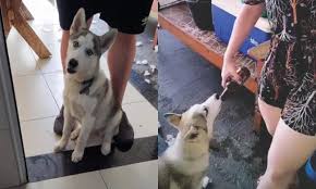 Mulher posta vídeo dando cerveja a cachorro e leva multa de R$ 3 mil por  maus-tratos, em SP - Notícias | Giro Portal