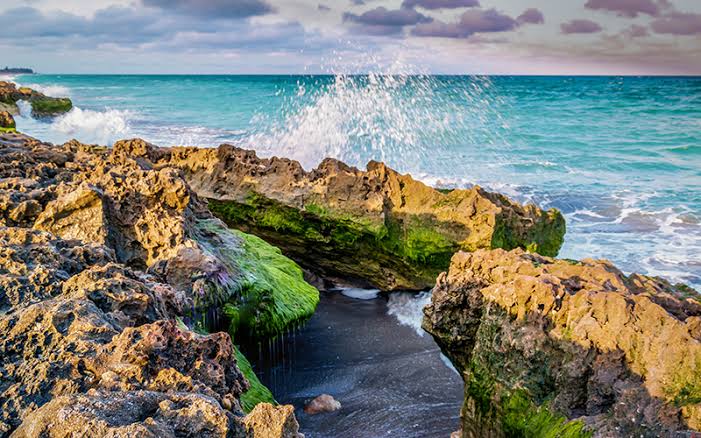 Jupiter Island's Blowing Rocks Preserve | Opal Collection