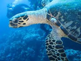 The hawksbill sea turtle, eretmochelys imbricata was first described by the swedish botanist, zoologist and physician carl linnaeus in 1766. Hawksbill Sea Turtle Species Of Kalalau Trail Na Pali Coast Kauai Inaturalist