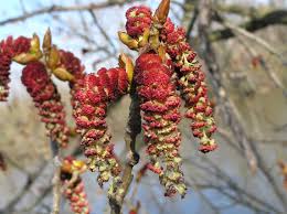 How to protect trees from wood boring insects. Eastern Cottonwood Purdue Fort Wayne