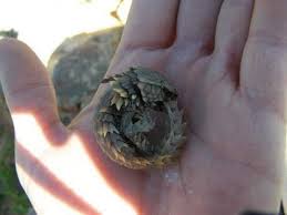Has been added to your cart. Armadillo Girdled Lizard Animals Know Your Meme