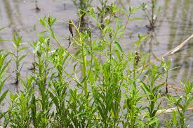 Image result for Sphenocleaceae