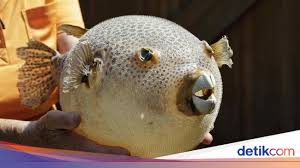 Ikan paling mahal di malaysia malaysia adalah negara yang sangat terkenal dengan pelbagai jenis makanan yang sedap. 5 Jenis Ikan Ini Masuk Dalam Daftar Ikan Termahal Di Dunia