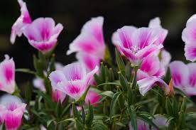 Flowers are white and appear in early spring. L H Seeds Pacific Northwest Native Seed