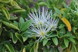 Image result for Maerua cafra