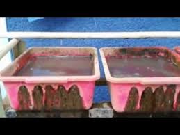 Teknik budidaya cacing sutera dalam nampan plastik masih relatif baru diperkenalkan dan belum banyak pelaku usaha yang menggunakan cara budidaya seperti ini. Budidaya Cacing Sutra Secara Modern Youtube