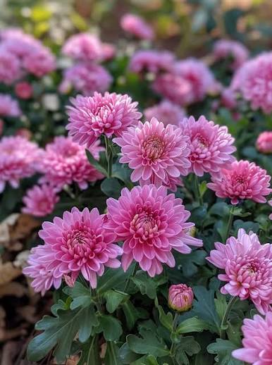 Chrysanthemum (Garden Mum) beauty and description