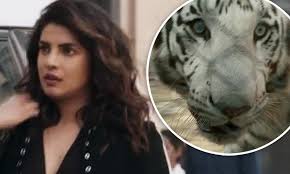 Check spelling or type a new query. Priyanka Chopra Unveils The Tense Trailer For Her Upcoming Netflix Film The White Tiger Daily Mail Online