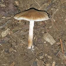 Image result for Pseudopod Ospermum
