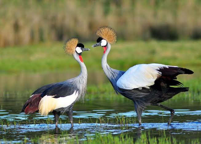 Crowned crane, Uganda's national bird