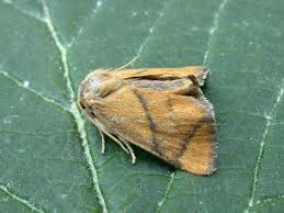 Image result for Apoda limacodes