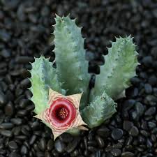 Image result for Huernia zebrina