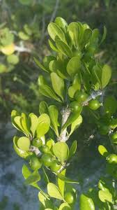 Image result for Terminalia randii