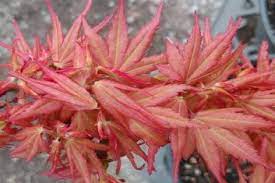 Davidsans Japanese Maples