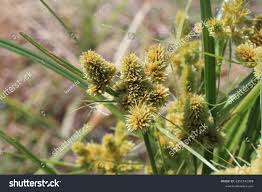 Image result for Cyperus fischerianus