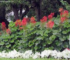 The plant is often grown in a mixed border or as a specimen along a wall, even under an overhanging roof. Clerodendrum Paniculatum Pagoda Flower Orange Tower Flower Clerodendron Toptropicals Com