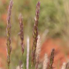 Image result for Triraphis schinzii