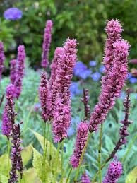 Image result for Persicaria