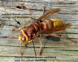 Image result for Crabbea velutina