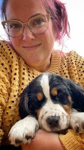 English Springer Spaniel Tri Color