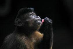 Fruits, vegetables and treats will cost about $25 per week for fruits, vegetables, and small insects. How Much Does It Cost To Buy A Monkey