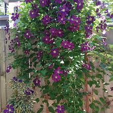 Maybe you would like to learn more about one of these? Short And Sweet 5 Ways To Use Compact Clematis