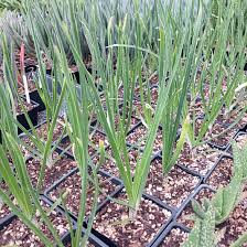 Image result for Aloe cooperi