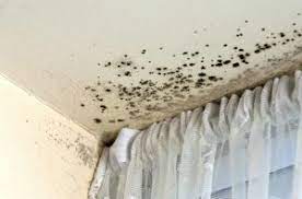 If i harvest this weekend and dry for 4 days (that's about how long others have taken to dry) that will. How Quickly Can Mold Appear