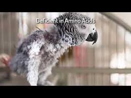 Birds Of The Same Feather How To Help Your Parrot Grow Beautiful Feathers With Featheredup Youtube Pet Birds Types Of Species Parrot