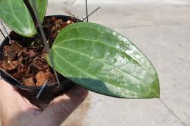 Image result for Polystachya spatella
