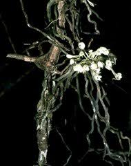 Image result for Tridactyle eggelingii