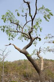 Image result for Pterocarpus