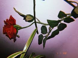 Pin On Roses