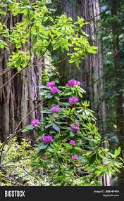 Check spelling or type a new query. Green Towering Trees Image Photo Free Trial Bigstock