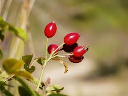 Haus Garten Gartengestaltung Mit Beeren Zierstraucher Fur Farbakzente Beeren Farbakzente Garten Gartengestaltung Z Gartengestaltung Pflanzen Garten